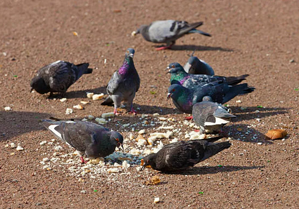 Breadcrumbing