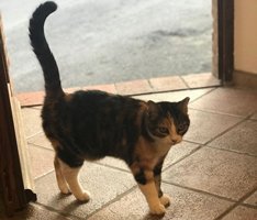 cat_1